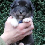 Mâle noir tricolore collier bleu