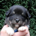 Mâle noir tricolore collier bleu