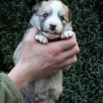 Mâle fauve et blanc collier bleu