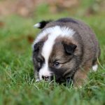 Mâle fauve et blanc collier bleu