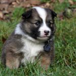 Mâle fauve et blanc collier bleu