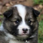 Mâle fauve et blanc collier bleu