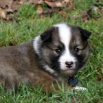 Mâle fauve et blanc collier bleu