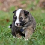 Mâle fauve et blanc collier bleu