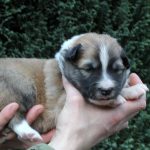 Mâle fauve et blanc collier bleu