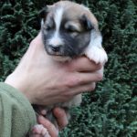 Mâle fauve et blanc collier bleu