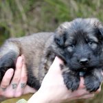 Mâle gris argenté charbonné collier gris