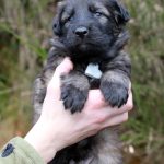 Mâle gris argenté charbonné collier gris