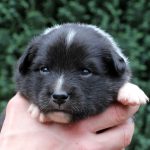 Mâle noir tricolore collier gris