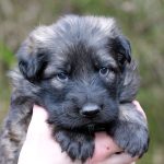 Mâle gris argenté charbonné collier gris