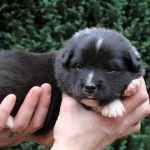 Mâle noir tricolore collier gris