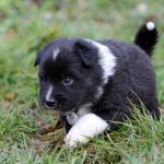 Mâle noir tricolor collier gris