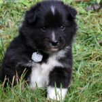 Mâle noir tricolor collier gris