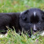 Mâle noir tricolor collier gris