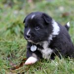 Mâle noir tricolor collier gris