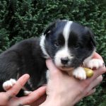 Mâle noir tricolore collier jaune