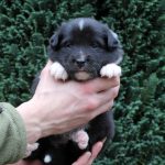 Mâle noir tricolore collier jaune