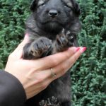 Mâle gris argenté charbonné collier jaune