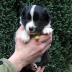 Mâle noir tricolore collier jaune