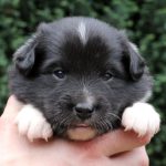 Mâle noir tricolore collier jaune