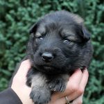 Mâle gris argenté charbonné collier jaune