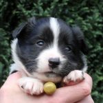 Mâle noir tricolore collier jaune