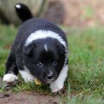 Mâle noir tricolor collier jaune