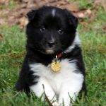 Mâle noir tricolor collier jaune