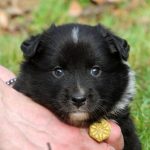 Mâle noir tricolor collier jaune