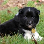 Mâle noir tricolor collier jaune