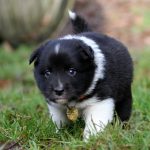 Mâle noir tricolor collier jaune