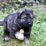 Mâle gris argenté charbonné collier jaune