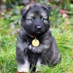 Mâle gris argenté charbonné collier jaune