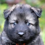 Mâle gris argenté charbonné collier jaune