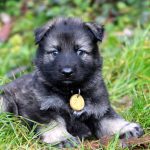 Mâle gris argenté charbonné collier jaune