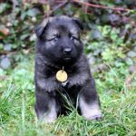 Mâle gris argenté charbonné collier jaune