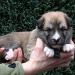 Mâle fauve et blanc collier noir
