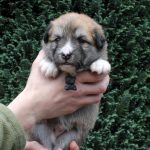 Mâle fauve et blanc collier noir