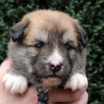 Mâle fauve et blanc collier noir