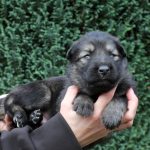 Mâle gris argenté charbonné collier noir