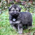 Mâle gris argenté charbonné collier noir