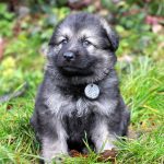 Mâle gris argenté charbonné collier noir