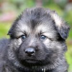 Mâle gris argenté charbonné collier noir