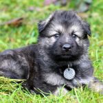 Mâle gris argenté charbonné collier noir