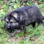 Mâle gris argenté charbonné collier noir