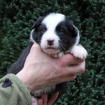 Mâle noir tricolore collier rouge