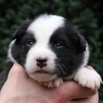 Mâle noir tricolore collier rouge