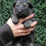 Mâle gris argenté charbonné collier rouge