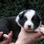 Mâle noir tricolore collier rouge