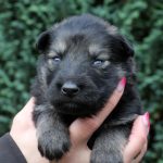 Mâle gris argenté charbonné collier rouge